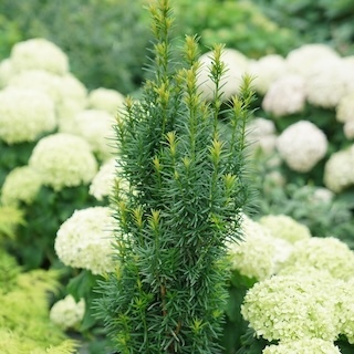 stonehenge skinny yew planted with hydrangea and elderberry