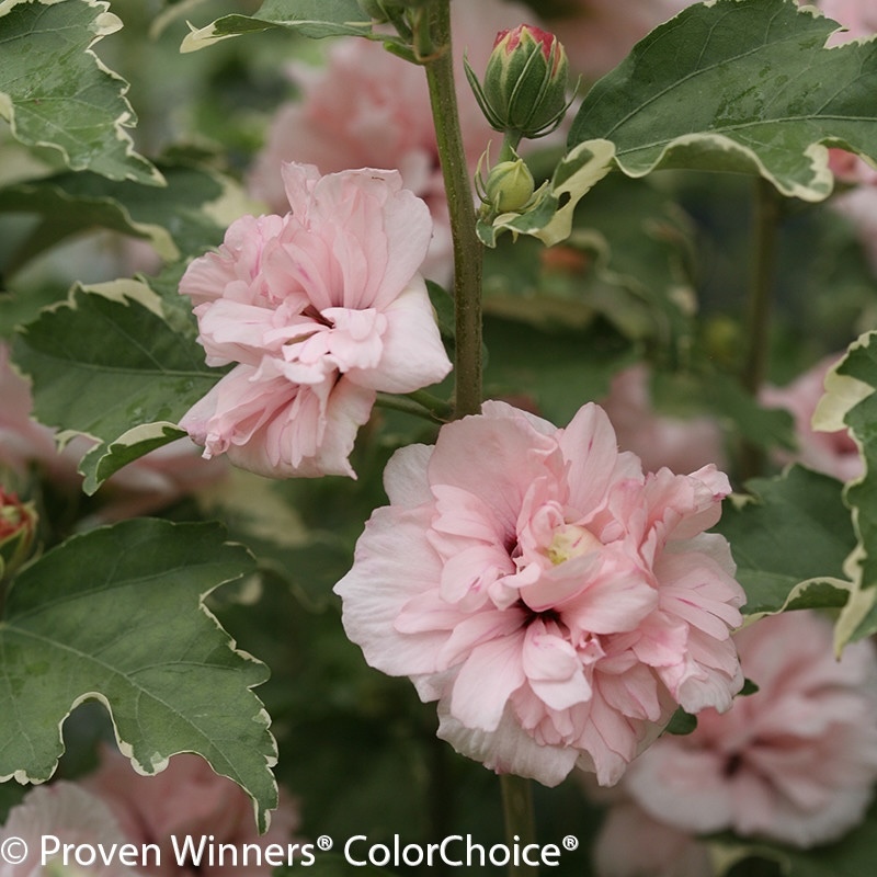 Sugar Tip rose of Sharon flowers on stems