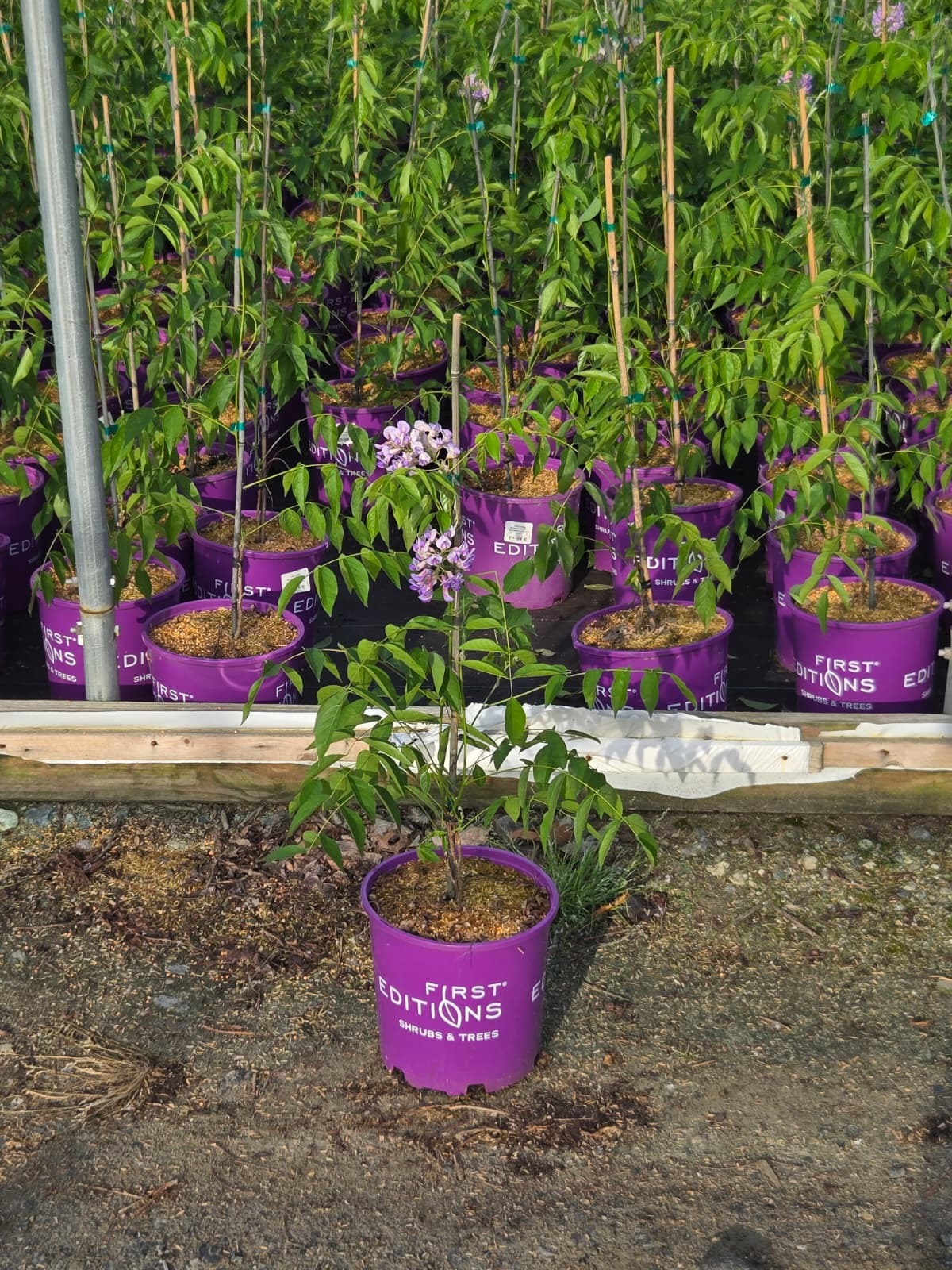 Summer Cascade Wisteria | Plant Addicts