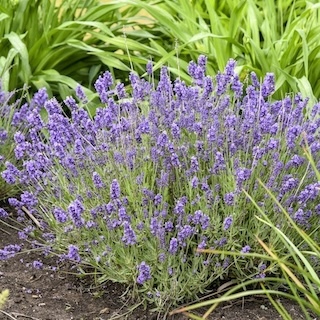 Summer Serenade lavender plants in front of daylilies