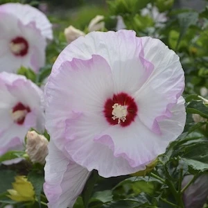 Summerific Ballet Slippers Hibiscus white and pink flower