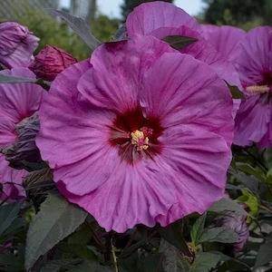Summerific Berry Awesome Hibiscus lavender pink flower