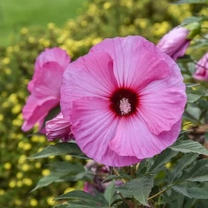 Summerific Candy Crush Hibiscus pink flower