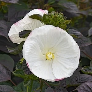 Summerific Cookies and Cream Hibiscus white flower