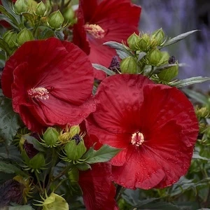 Summerific Cranberry Crush Hibiscus scarlet red flower