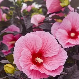 Summerific Edge of Night Hibiscus pink flower