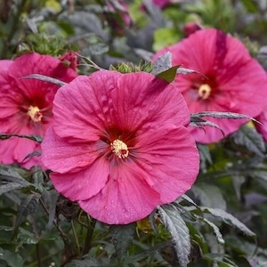 Summerific Evening Rose Hibiscus hot pink flower