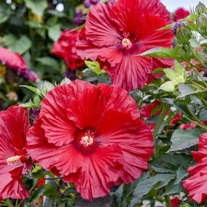 Summerific Garnet Globes Rose Mallow red flower