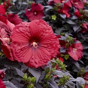 Summerific Holy Grail Hibiscus deep red flower