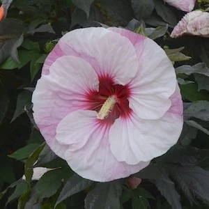 Summerific Perfect Storm Hibiscus white and pink flower