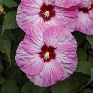 Summerific Spinderella Hibiscus white and pink flower