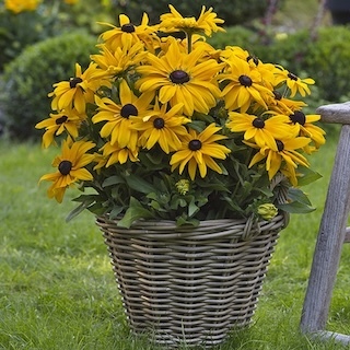 sunbeckia paulina black-eyed susans growing in a wicker basket