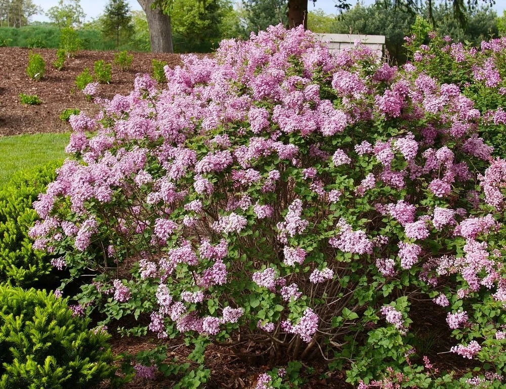 Bloomerang lilac flowering in a garden landscape