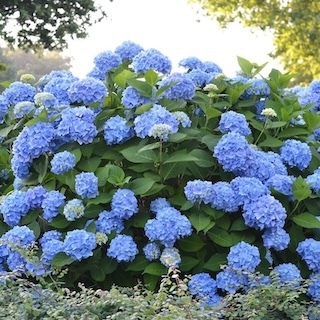 The Original Endless Summer hydrangea shrub with blue flowers