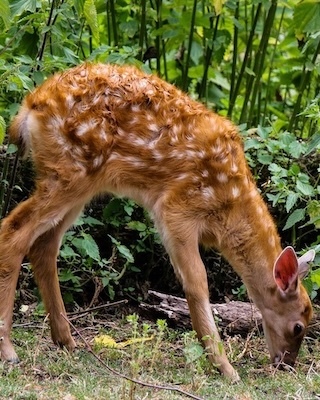 Best Deer-Resistant Perennials For Shade