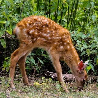 Best Deer-Resistant Perennials For Shade