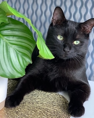 Best Pet-Safe Low-Light Houseplants