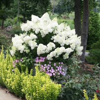 Best Flowering Shrubs for Full Sun