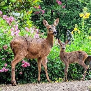 Best Deer-Resistant Perennials For Full Sun