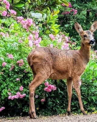 Best Deer-Resistant Perennials for Full Sun