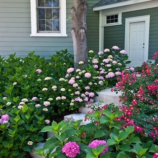 Best Low-Maintenance Shrubs For Shade