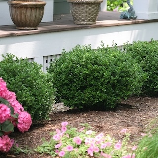 Best Low-Maintenance Evergreen Shrubs