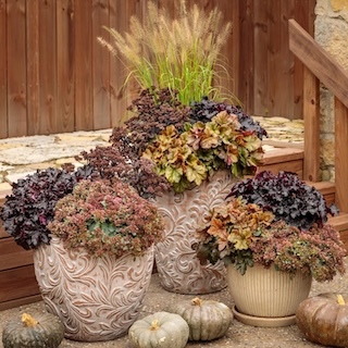 Best Fall Plants Other Than Mums