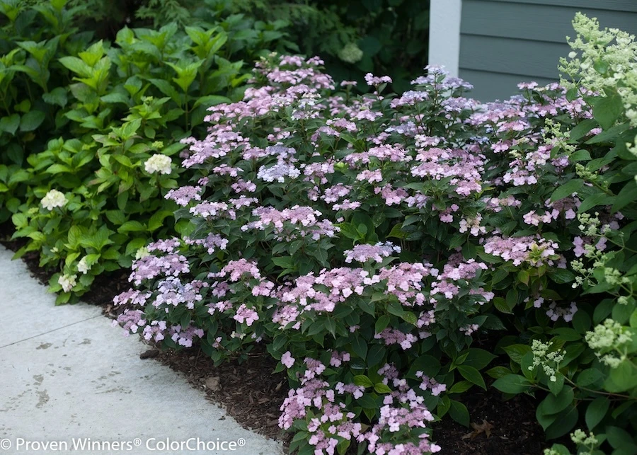 Tiny Tuff Stuff mountain hydrangea used in a foundation planting