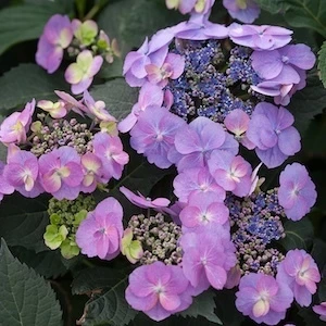 Purple lacecap flowers on Tuff Stuff Hydrangea