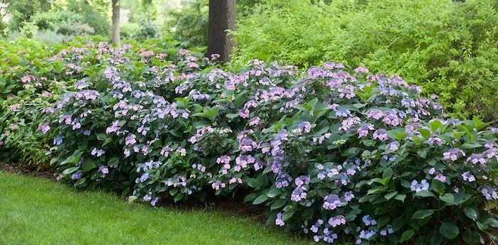 A group of Tuff Stuff hydrangea plants in bloom