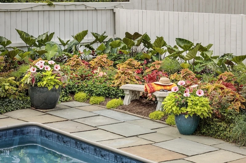 Hollywood Hibiscus America's Sweetheart tropical hibiscus in container arrangements beside a pool