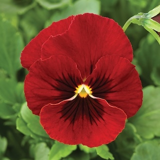 Viola Penny Red Blotch Bloom