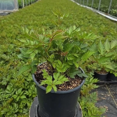Vision in White Astilbe nursery plant showing compact foliage