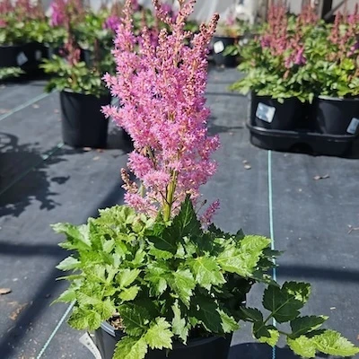 Visions Astilbe nursery plant showing compact green foliage and flower plume
