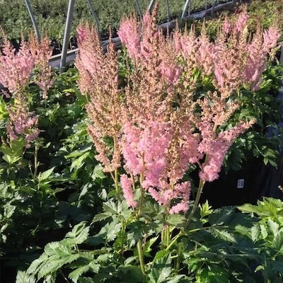 Visions in Pink Astilbe nursery plants showing foliage and growth habit