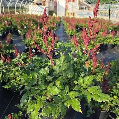 Vision in Red Astilbe nursery plant showing upright growth habit