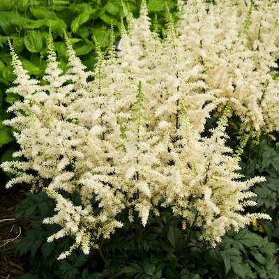 Vision in White Astilbe creamy white flower plume