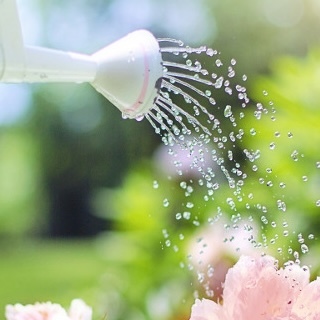 Watering Plants