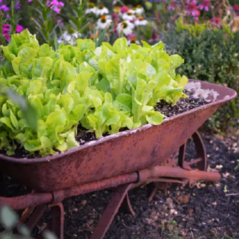 Wheelbarrow Planter Ideas