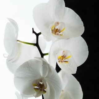 Orchid Care