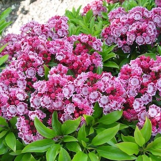 Yankee Doodle mountain laurel deep pink buds close-up