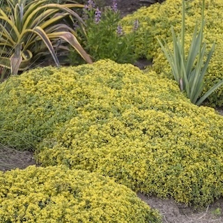 yellow brick road sedum mounds planted with agave and agapanthus