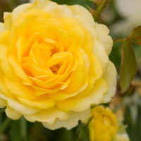 Yellow Rose Bushes