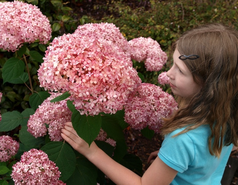 Child looking closely at a large cluster of pink Invincibelle hydrangea flowers