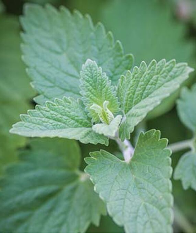 Catnip Plant | Plant Addicts
