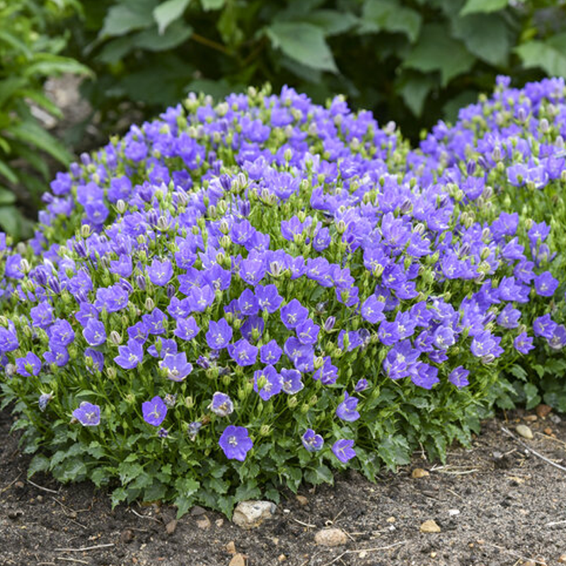Mini Marvels™ Midnight Carpathian Bellflower | Plant Addicts