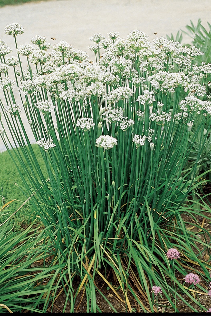 geranium flower plant Pelargonium (Scented Geranium) - Best in Stock | Herb in Lexington, KY main image 0