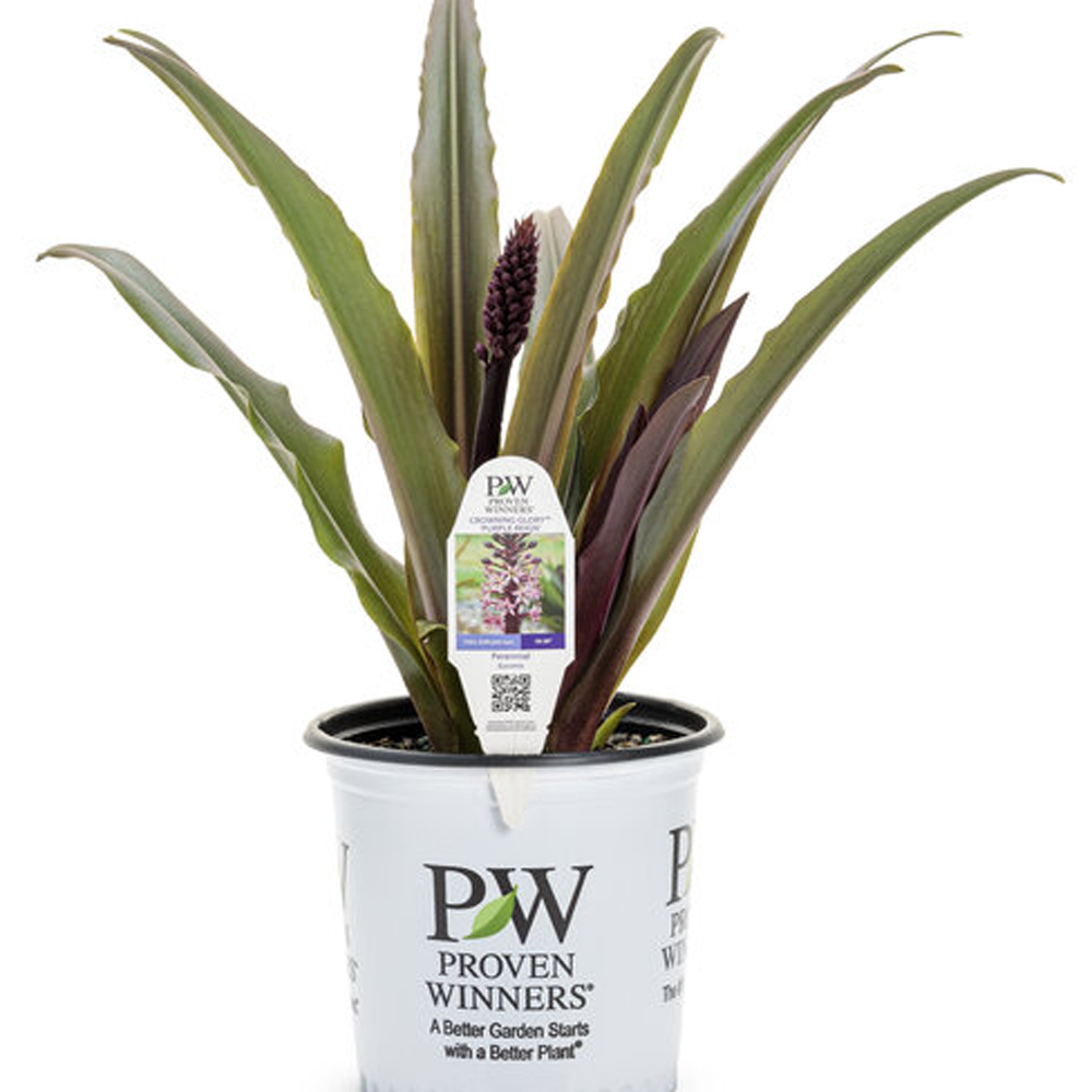 Crowning Glory Purple Reign Pineapple Lily | Plant Addicts