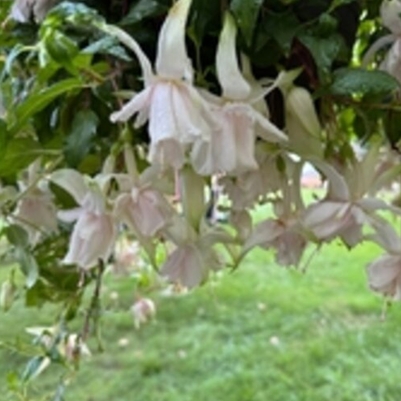 Pink Marshmallow Fuchsia | Plant Addicts