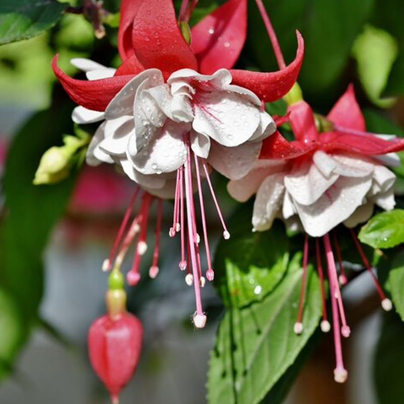 Fuchsia Plants | Plant Addicts